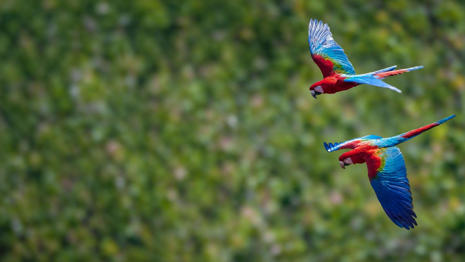 Guacamayos en vuelo sobre bosque